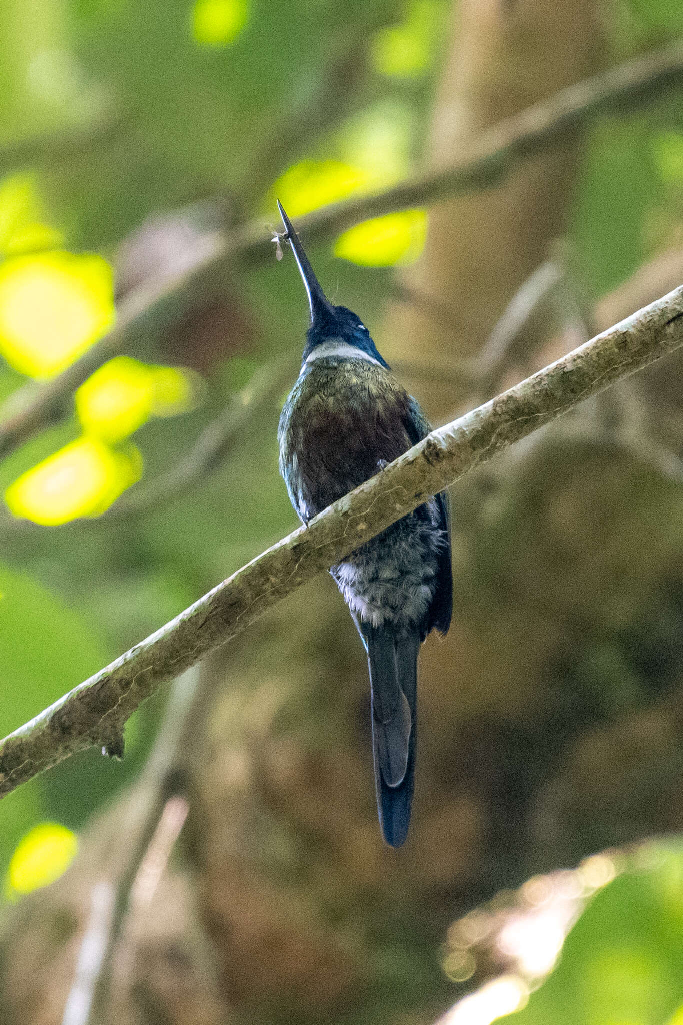 Image of Purplish Jacamar