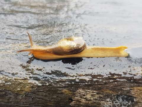 Image of Cucullarion albimaculosus Stanisic 2010