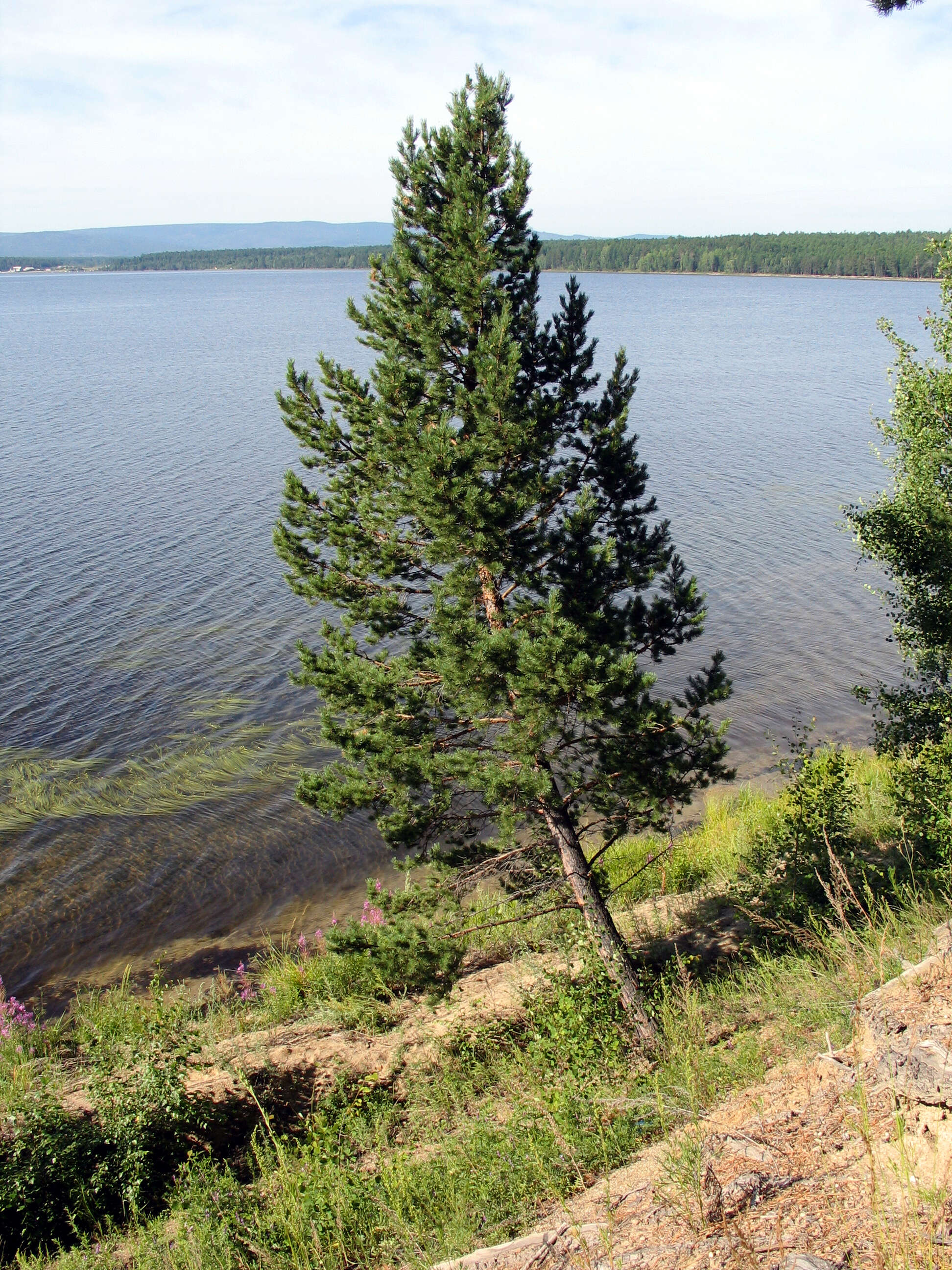 Image of Scotch Pine