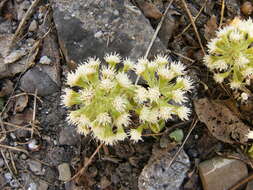 Image of Petasites albus (L.) Gaertn.