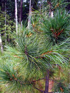 Imagem de Pinus sibirica Du Tour