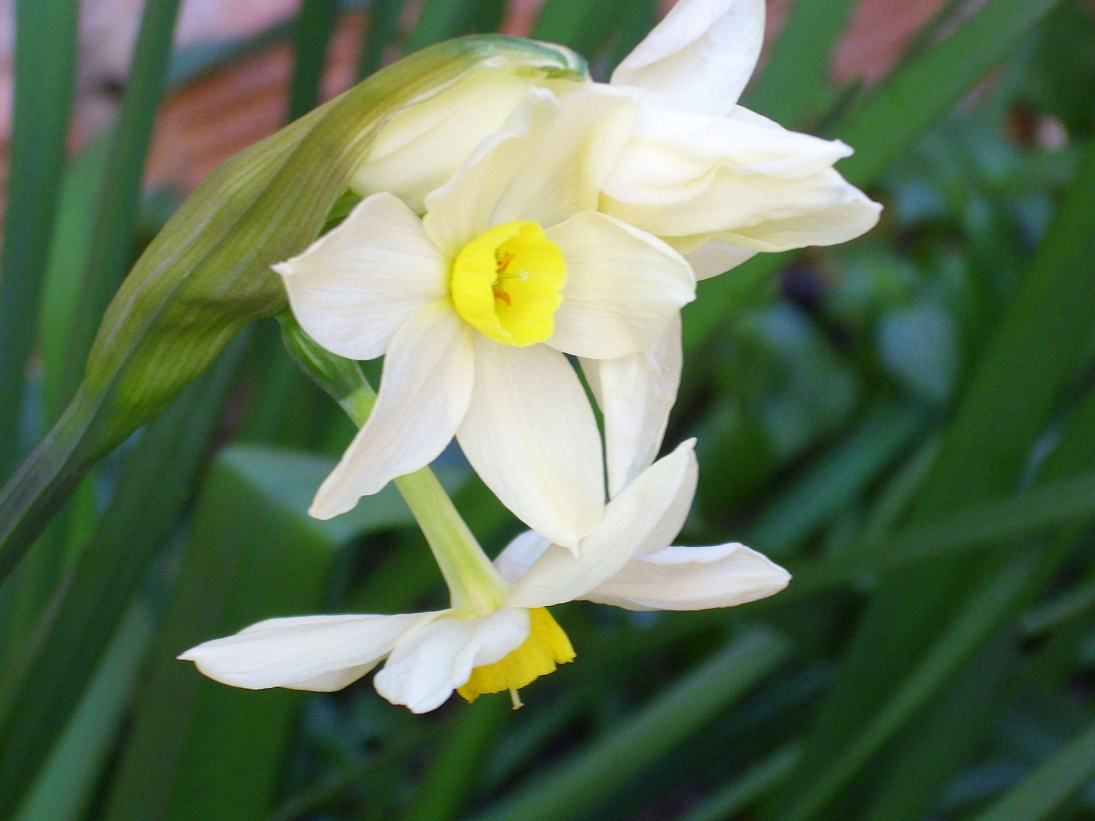 Image of cream narcissus