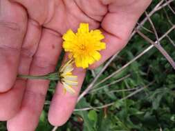 Image of lesser hawkbit