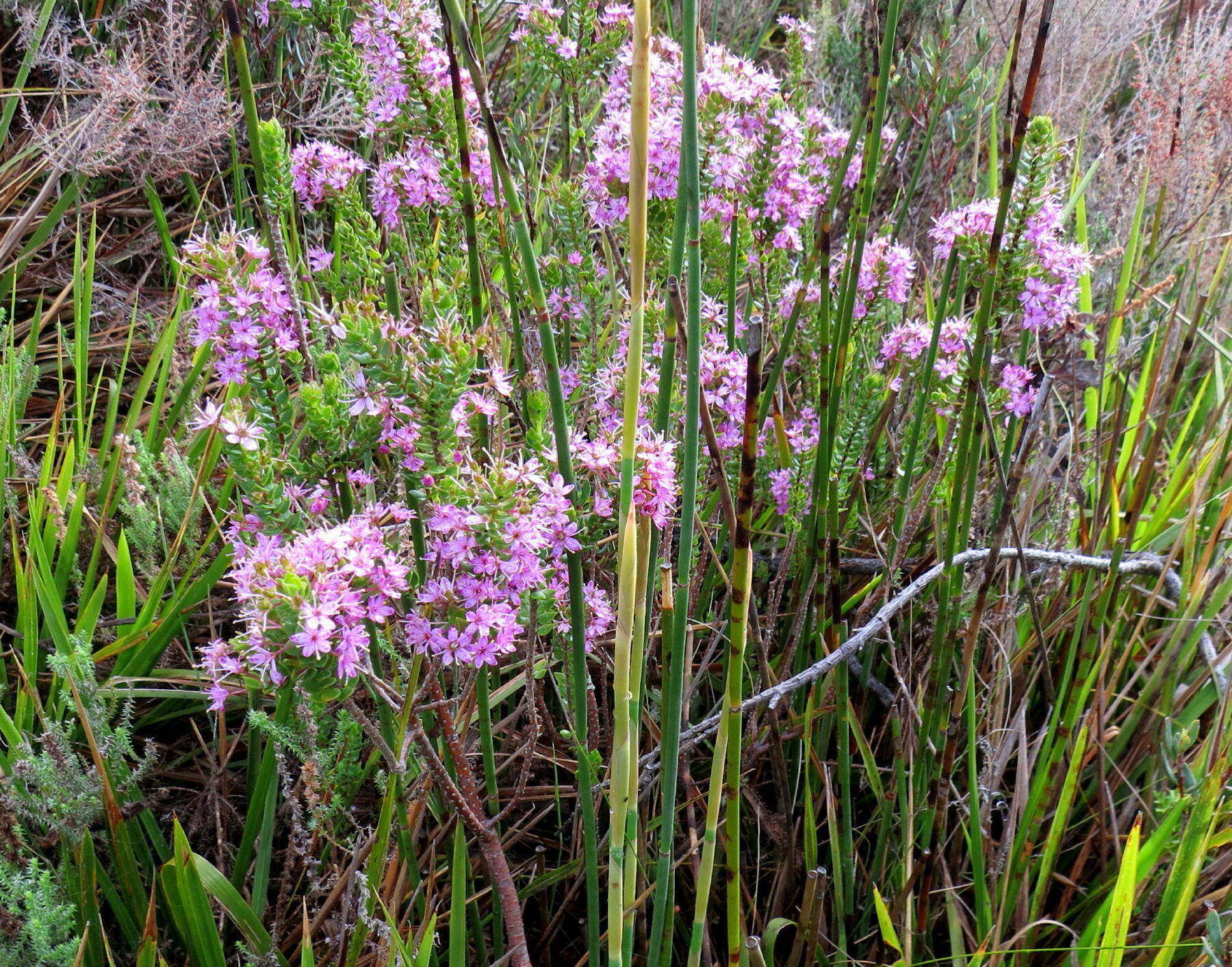 Image of Agathosma odoratissima (C. V. Montin) Pillans