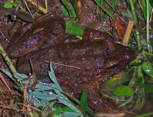 Image of Fanged River Frog