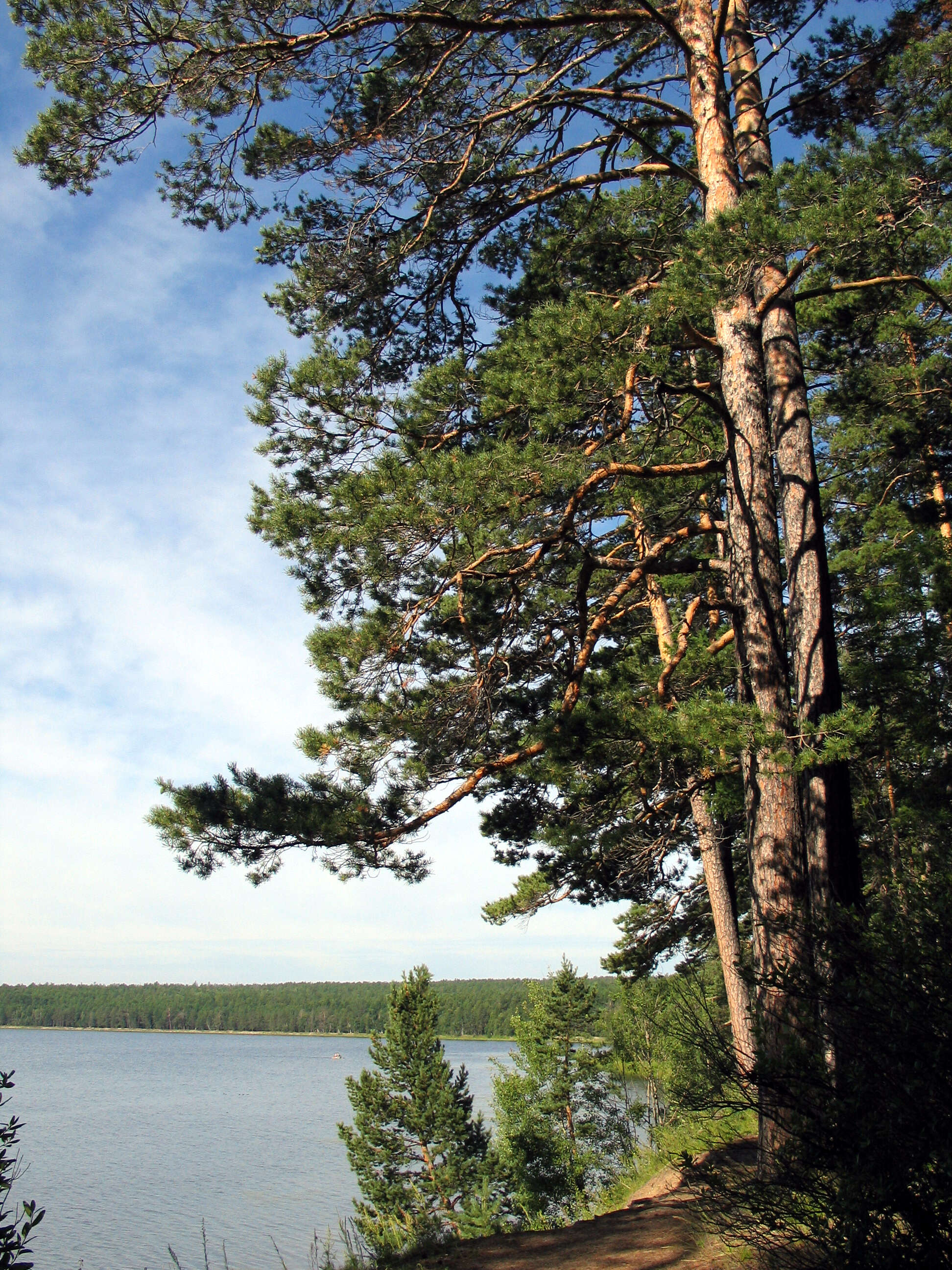 Image of Scotch Pine