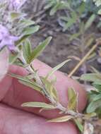 Image of Thymus numidicus Poir.