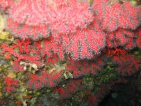 Image of Red coral