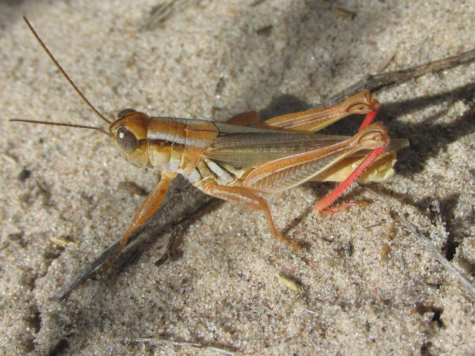 Слика од Melanoplus foedus foedus Scudder & S. H. 1878