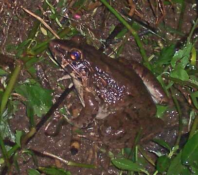 Image of Fanged River Frog