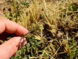 Image of Descurainia erodiifolia (Phil.) Prantl ex Reiche