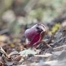 Image of Corybas unguiculatus (R. Br.) Rchb. fil.