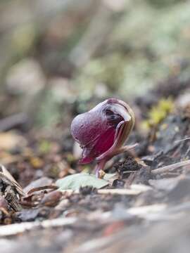 Image de Corybas unguiculatus (R. Br.) Rchb. fil.