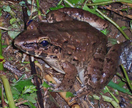 Image of fanged frogs