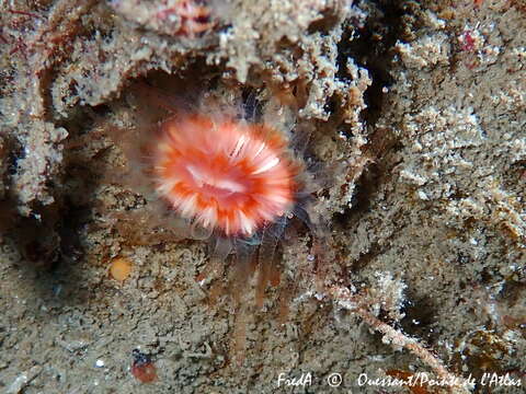 Caryophyllia subgen. Caryophyllia Lamarck 1801 resmi