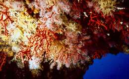 Image of Red coral