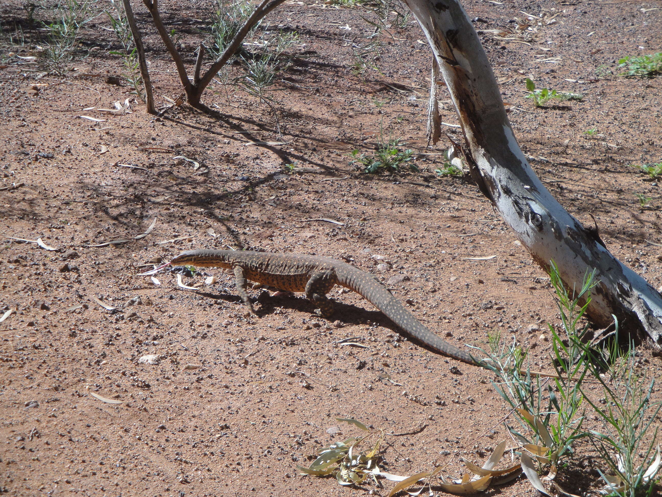 Image of Sand Monitor