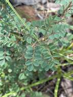 Image de Indigofera adenoides Baker fil.