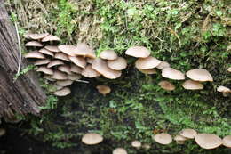 Image of Psathyrella pygmaea (Bull.) Singer 1951