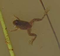 Image of Green Puddle Frog