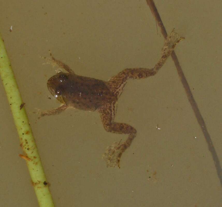 Image of Green Puddle Frog