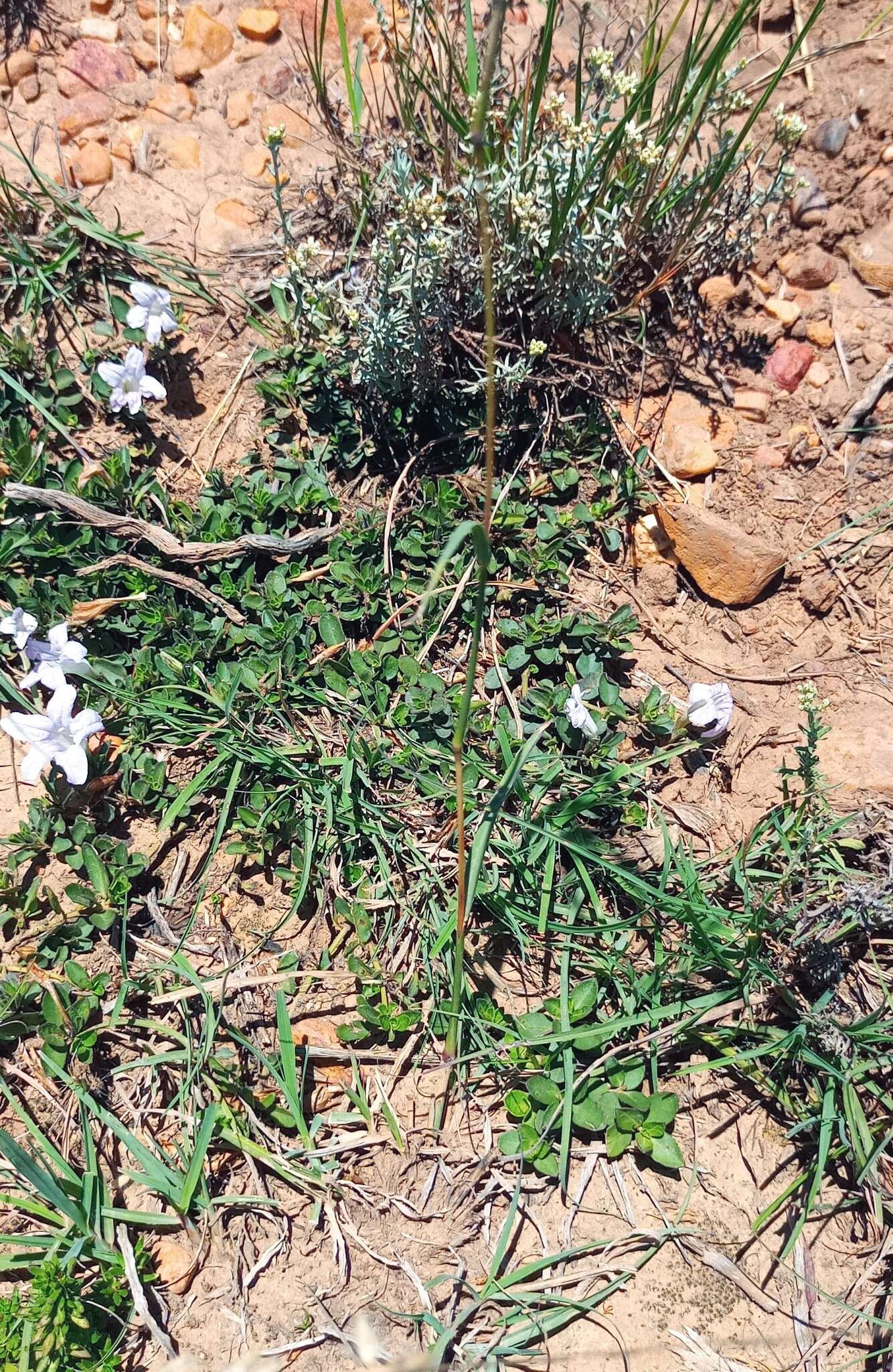 Plancia ëd Ruellia pilosa L. fil.