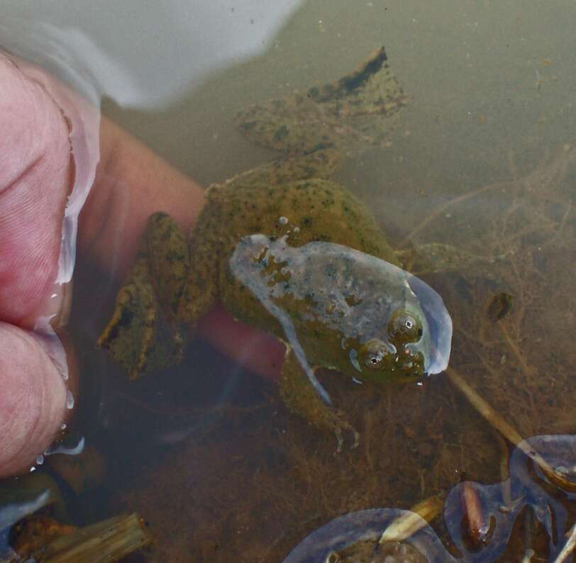 Image of Green Puddle Frog