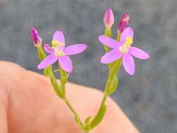 Image of Schenkia australis (R. Br.) G. Mansion