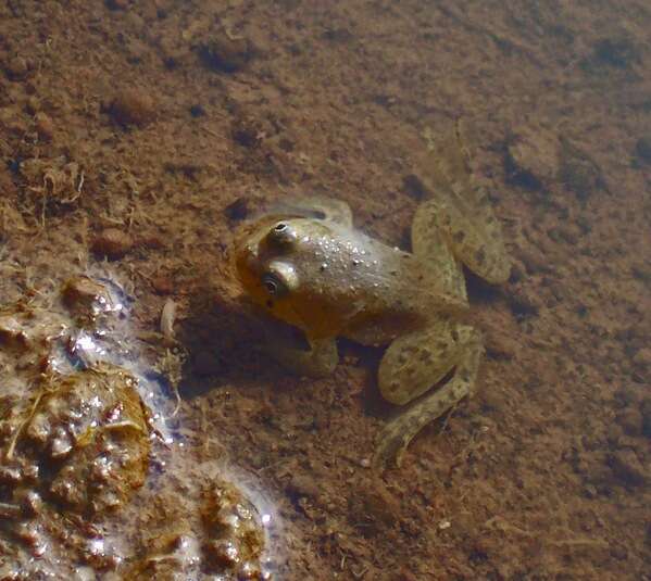 Image of Green Puddle Frog