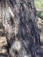 Image of Chihuahuan pine