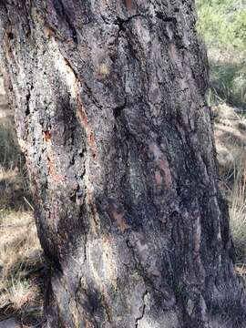 Image of Pinus leiophylla var. chihuahuana (Engelm.) Shaw