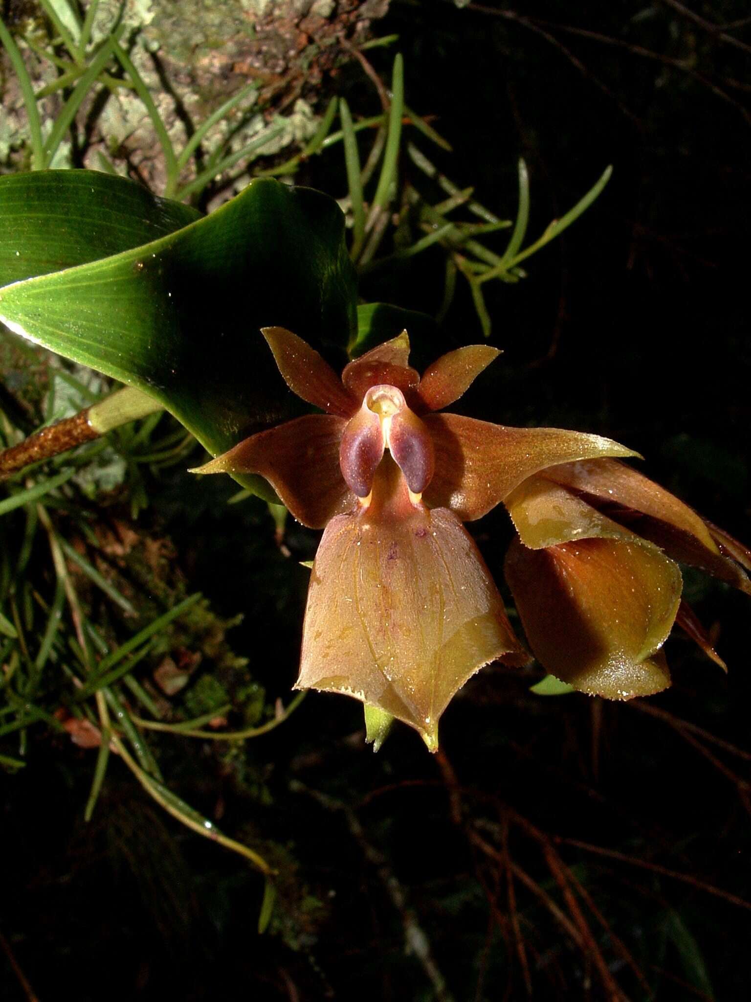 Image of Epidendrum cerinum Schltr.