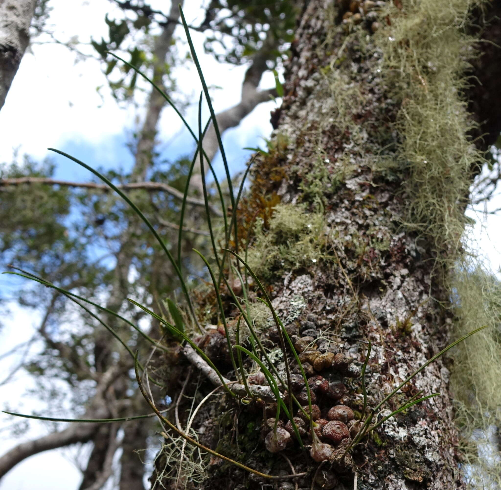 Image de Bulbophyllum leandrianum H. Perrier