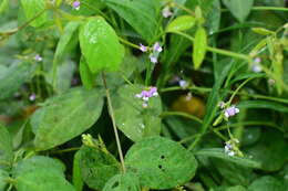 Image of Glycine max subsp. soja (Siebold & Zucc.) H. Ohashi