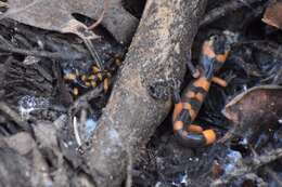 Image of Common Ensatina