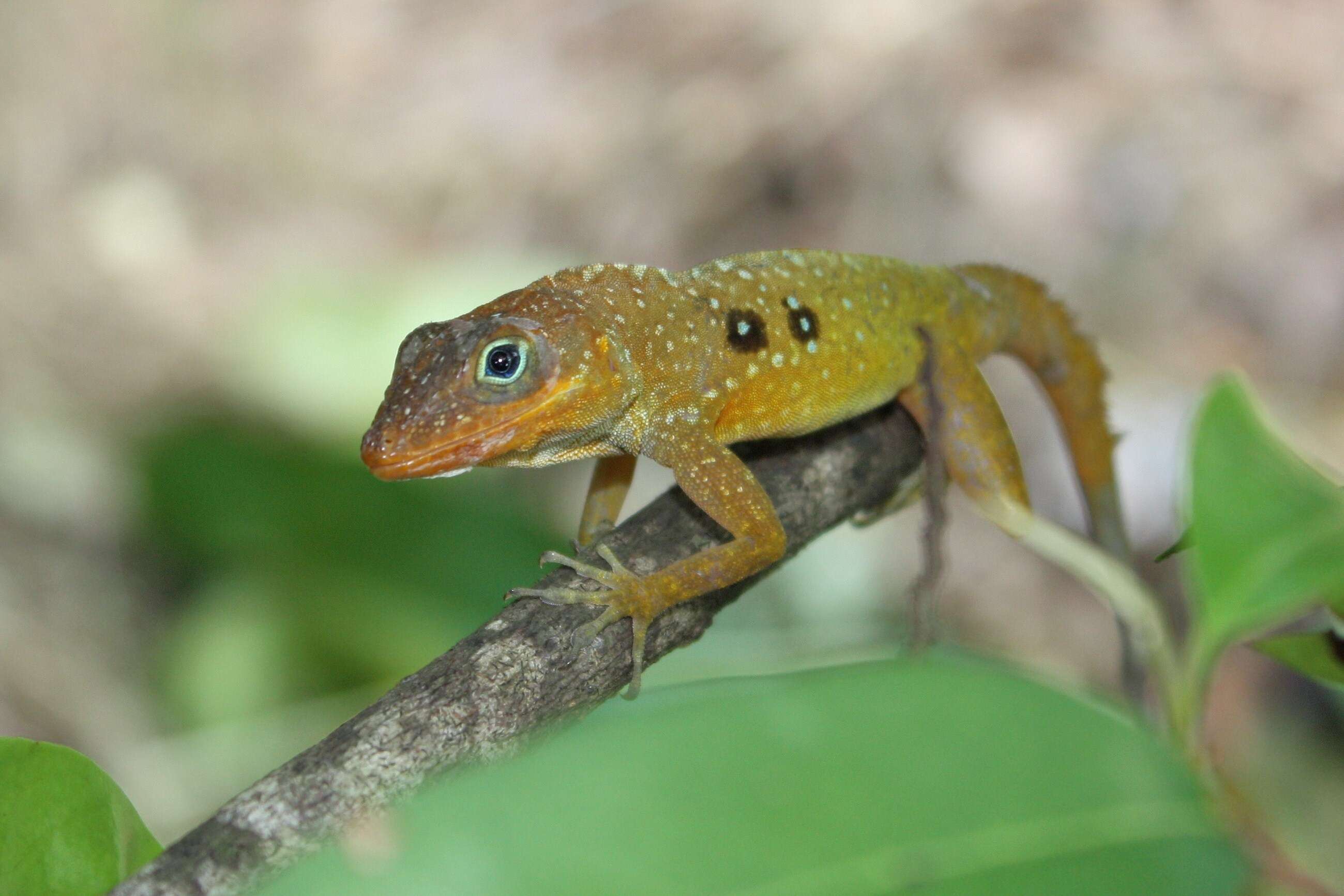 Image of Dominica Anole