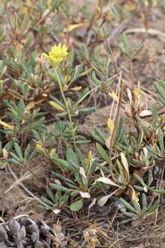 Image of Congdon's buckwheat