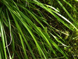 Image of Cordilleran sedge