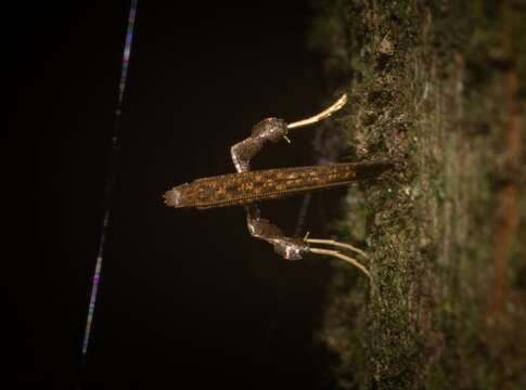 Image of Caloptilia eurycnema (Turner 1894)