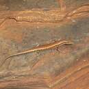 Image of Russet snake-eyed skink