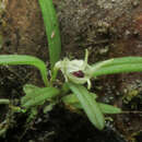 Imagem de Diodonopsis pygmaea (Kraenzl.) Pridgeon & M. W. Chase