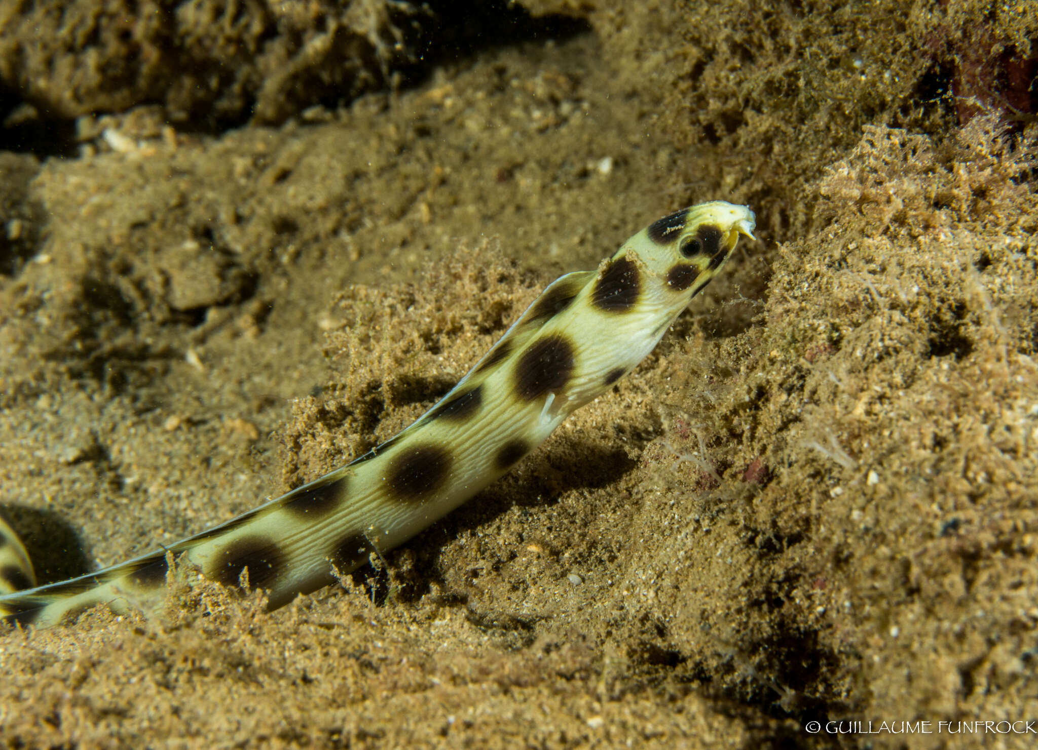 Image of Hawaiian spotted snake eel