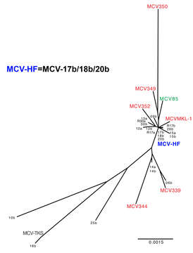 Image of Merkel cell polyomavirus