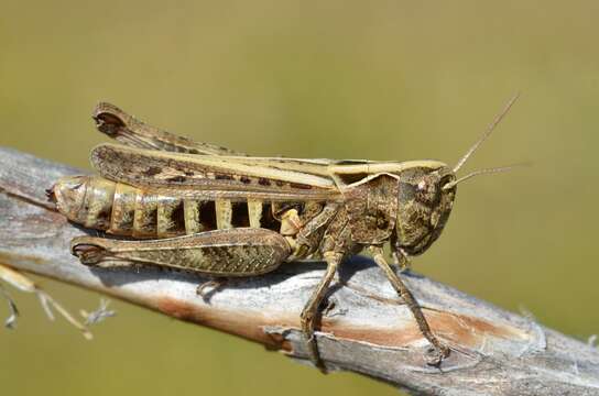 Omocestus (Omocestus) haemorrhoidalis subsp. haemorrhoidalis (Charpentier 1825)的圖片