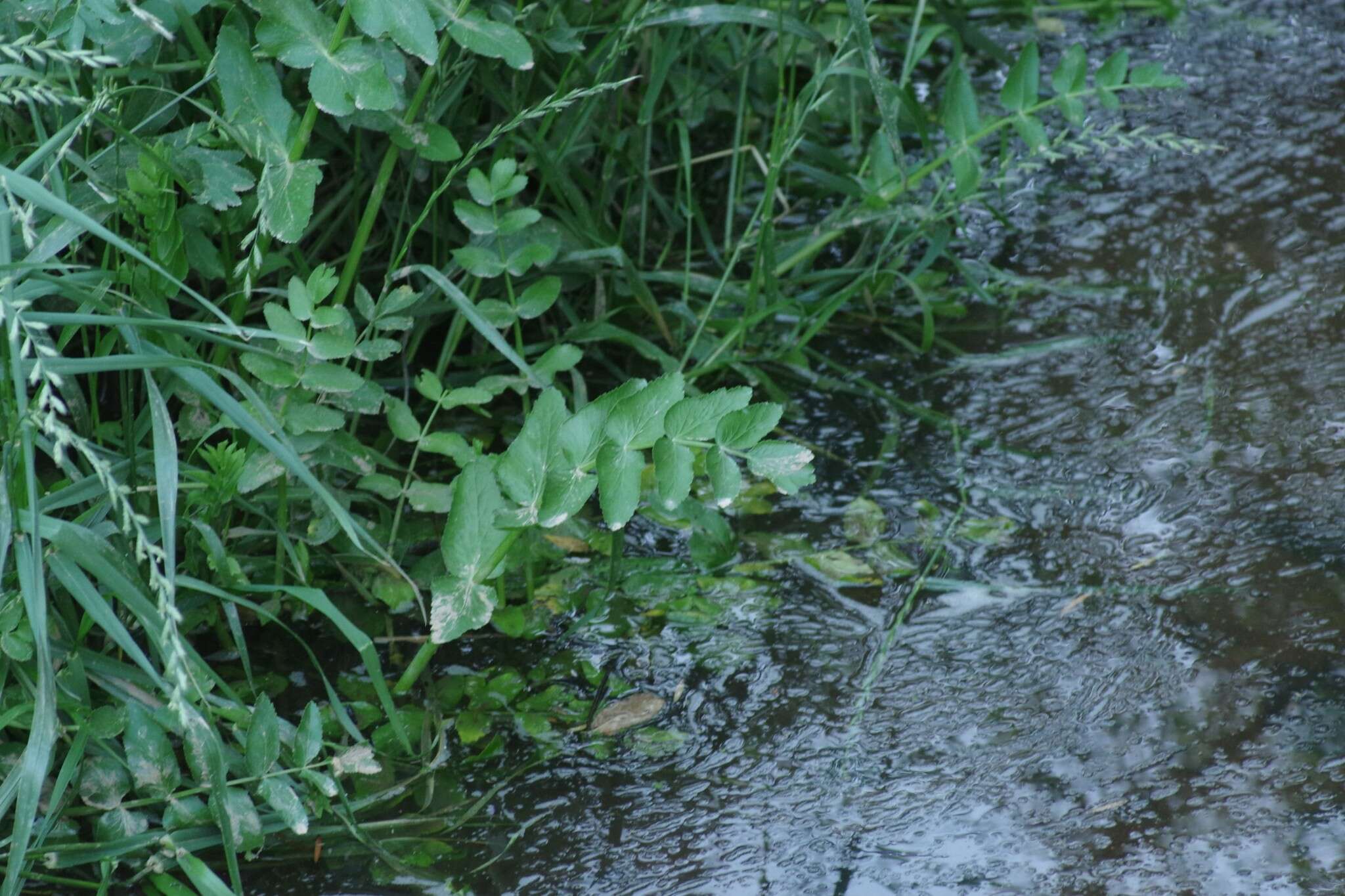 Imagem de Berula erecta subsp. thunbergii (DC.) B. L. Burtt