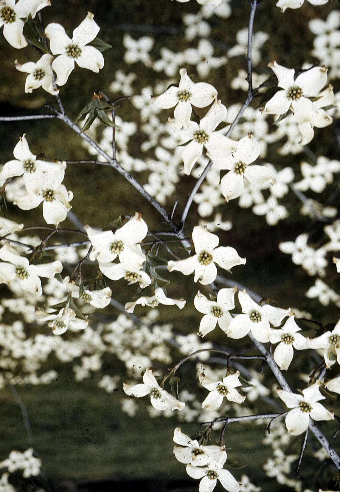 Image of flowering dogwood