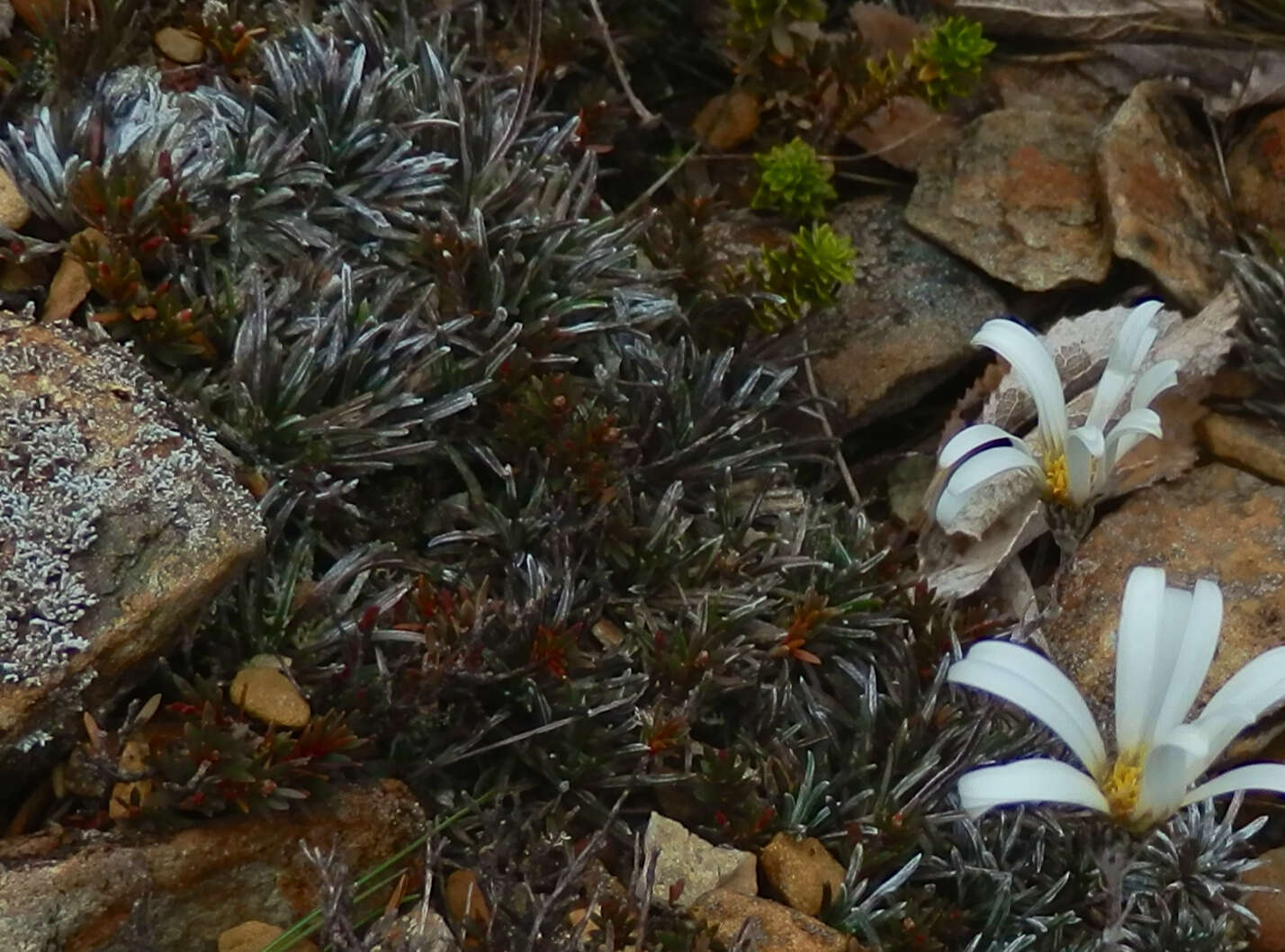 Plancia ëd Celmisia similis Given