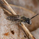 Image of Spring Beauty Andrena