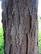 Image of Honey Locust