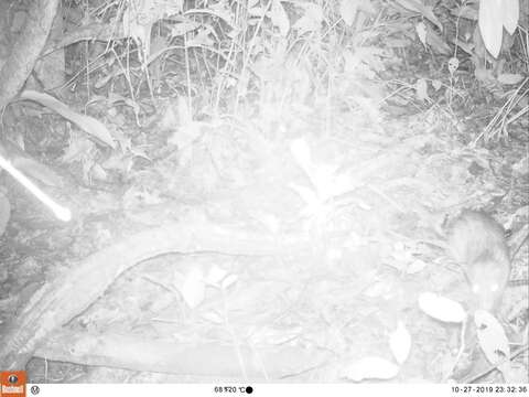 Image of Brush-tailed porcupine